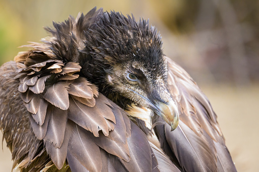 Portrait of a young Bearded Vulture in a zoo, cloudy day in winter