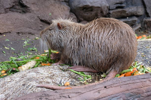 Coypu or Nutria (Myocastor coypus) sitting on rock. Selective focused of big adult nutria with wet fur foraging for food. The nutria lives in burrows alongside stretches of water.