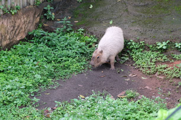 Capybara (Hydrochoerus hydrochaeris) looking for food in the grass. The capybara inhabits savannas and dense forests, and lives near bodies of water.
