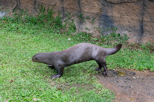 The Asian small-clawed otter (Amblonyx cinereus) stand on a grass. It has short claws that do not extend beyond the pads of its webbed digits. The Asian small-clawed otter lives in riverine habitats.