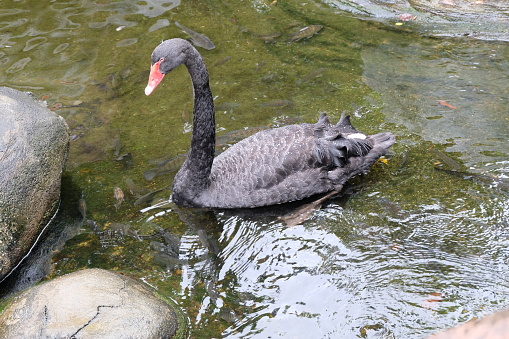 A black swan (Cygnus atratus) floating on water. Black swan is a large waterbird which breeds mainly in the southeast and southwest regions of Australia. Bird in natural environment.