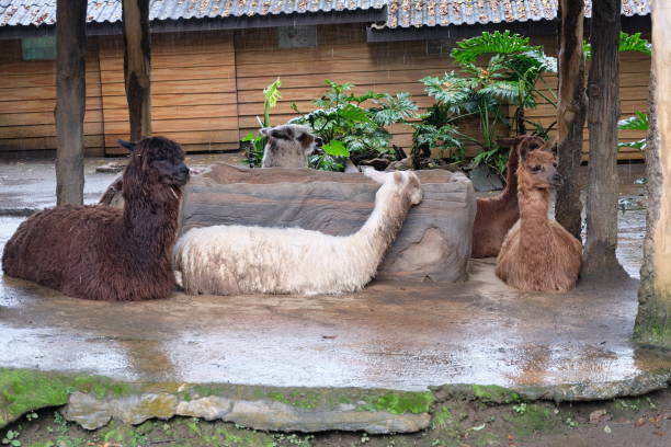 A group of alpacas (Lama pacos) relaxing on the ground at a zoo. Alpacas communicate through body language. Alpaca is a widely domesticated South American camelid, bred specifically for their fiber.