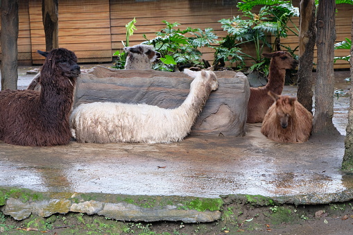 A group of alpacas (Lama pacos) relaxing on the ground at a zoo. Alpacas communicate through body language. Alpaca is a widely domesticated South American camelid, bred specifically for their fiber.