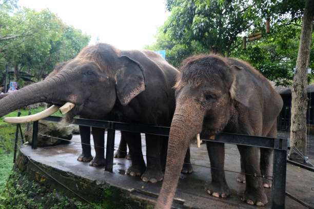 istock Elephant trunk takes food. 2139848716
