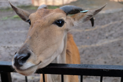 Close up of an antelope's face with small horns. More species of antelope are native to Africa than to any other continent, almost exclusively in savannahs. Antelope live in a wide range of habitats.