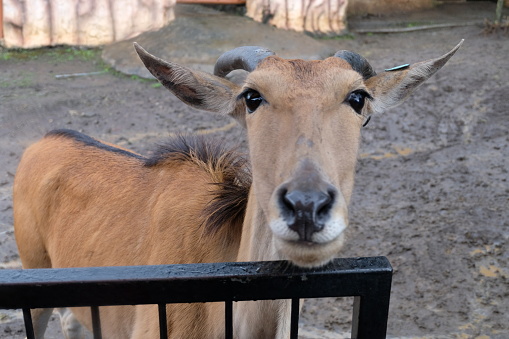 Close up of an antelope's face with small horns. More species of antelope are native to Africa than to any other continent, almost exclusively in savannahs. Antelope live in a wide range of habitats.