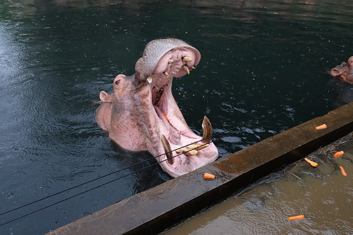 Hippopotamus with opened mouth is waiting a feeding in the water. The portrait of the common hippopotamus (Hippopotamus amphibius). Hippo above the water surface and baring all of its teeth.