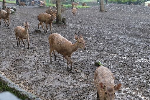 A group of deer in a field. A group of deer are huddling to wait to be fed.