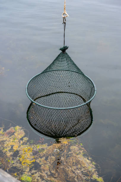 istock Net for holding fish hanging in the sea.. 2139857557