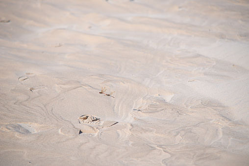 Mating dragonflys in a sand desert.