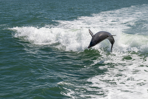 Marine wildlife background - three bottlenone dolphins jumping over sea waves