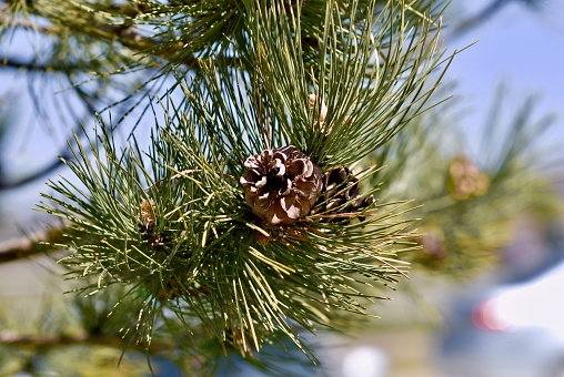 Close-up view of a pine cone at the end of a pine tree branch on a sunny day.
