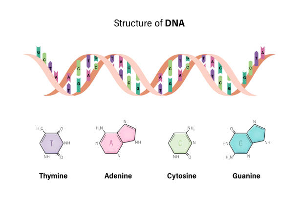 ilustraciones, imágenes clip art, dibujos animados e iconos de stock de structure of dna. deoxyribonucleic acids. nitrogenous base and sugar phosphate backbone. thymine, adenine, cytosine, guanine. - guanina