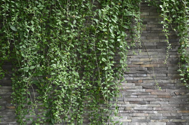 Green plants on the fence wall
