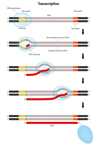 Transcription. DNA directed synthesis of RNA. Stage of transcription.