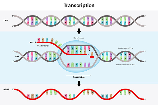 Diagram of Transcription. DNA directed synthesis of RNA.