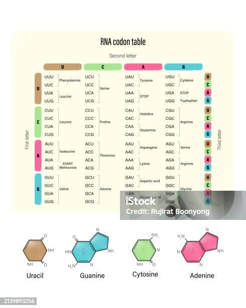 Rna Genetic Code Rna Codon Table Vector Genetic Code Table Uracil Guanine Cytosine And ...