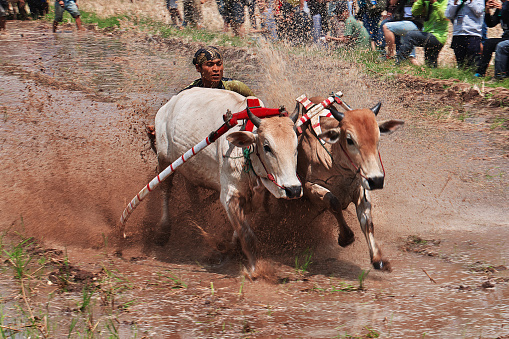 Padang, Indonesia - 30 Jul 2016. Festival Pacu Jawi (The bull racing) in the village close Padang, Indonesia
