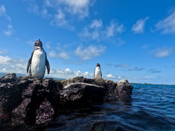istock Tourist destination, Gapalagos Islands 2139893827