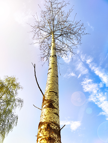 A birch tree seen directly from below, with sunlight in the background