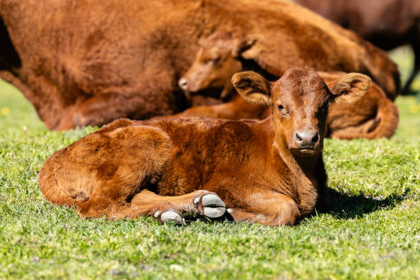 Group of cattle livestock on farmland.