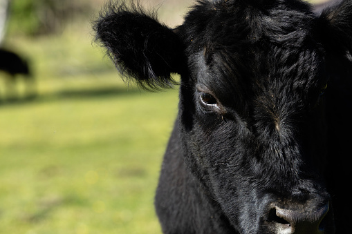 Close up view of black cow in the field.