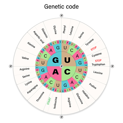 Genetic code. The three bases of an mRNA codon. Amino Acid Sequence.