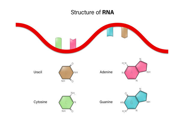 illustrations, cliparts, dessins animés et icônes de structure of rna. ribonucleic acid. nitrogenous base and sugar phosphate backbone. uracil, adenine, cytosine, guanine. - sugar phosphate backbone