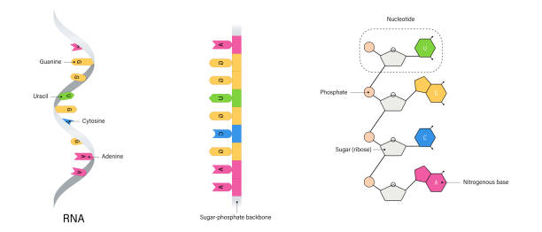 illustrations, cliparts, dessins animés et icônes de rna structure. nitrogenous base. uracil, adenine, cytosine and guanine. sugar and phosphate group. - sugar phosphate backbone