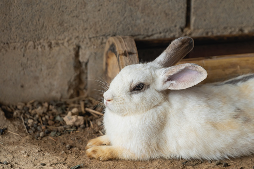 A white rabbit is laying on the ground in front of a brick wall. The rabbit is relaxed and comfortable in its environment