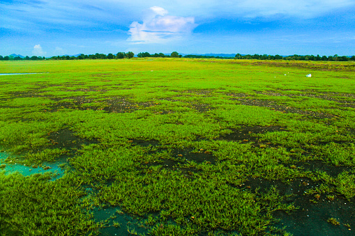Scenery of the river covered with green grass.