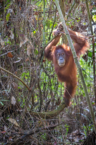 Sumatra orangutan, Pongo abelii moving through the jungle in the Mount Leuser National Park close to Bukit Lawang in the northern part of Sumatra