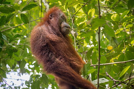 Male Sumatran orangutan (Pongo abelii) in day nest at Gunung Leuser National Park