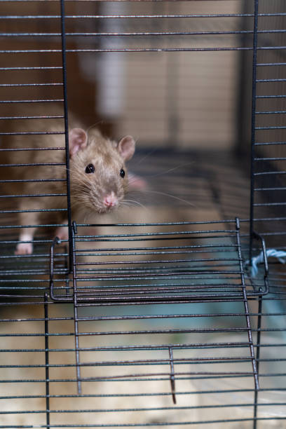 istock Domestic rat in a cage holds food with its paws and eats. 2139962473