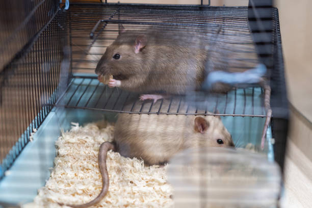 istock Domestic rat in a cage holds food with its paws and eats. 2139964576