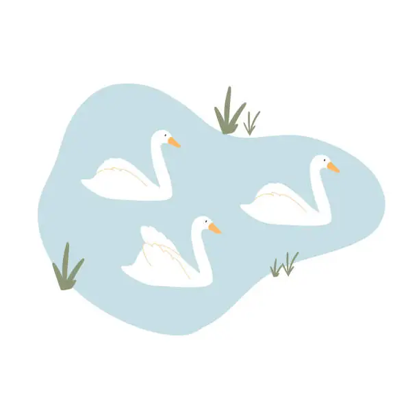 Vector illustration of Beautiful swans swim on the lake. Vector illustration of swans on a pond