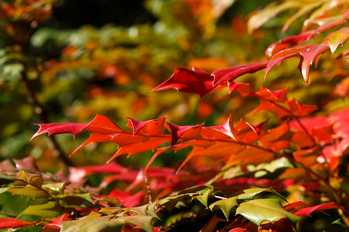 Red discolored leaves with thorns on a shrub in autumn, Germany