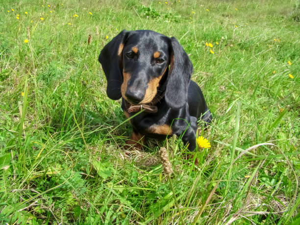 istock Portrait of a small dachshund . 2139990109