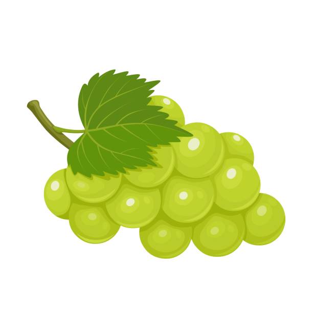 3,700+ White Grape Stock Illustrations, Royalty-Free Vector