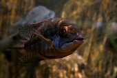 Close-up of a floating dark fish in the water.