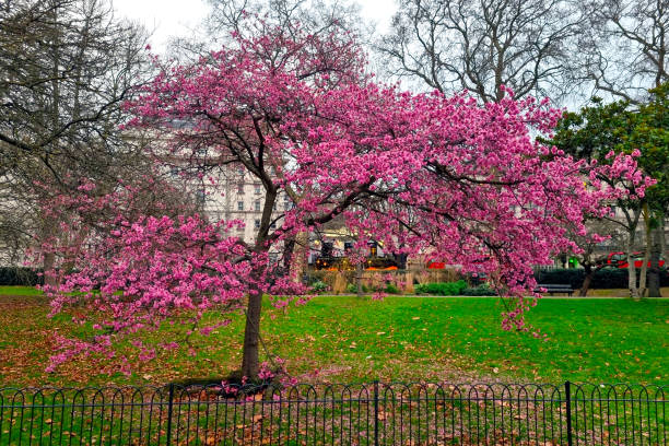 istock A flowering tree branch in the park in the spring on a cloudy day. 2139992258