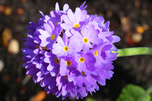 Pasque Flower in spring