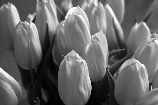 Black and white photo. Bouquet of fresh tulips in a vase