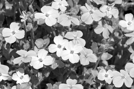 Black and white photo of blooming flowers in a flower bed. Nature background