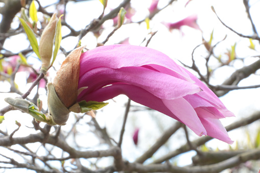 Close-up on a blooming rhododendron flower on a tree branch in a park in spring