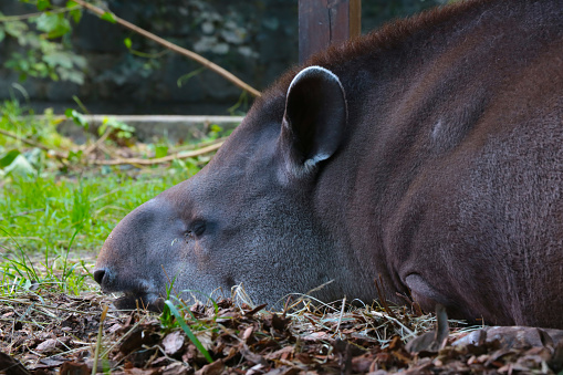 The plain tapir is a species of mammal from the tapir family