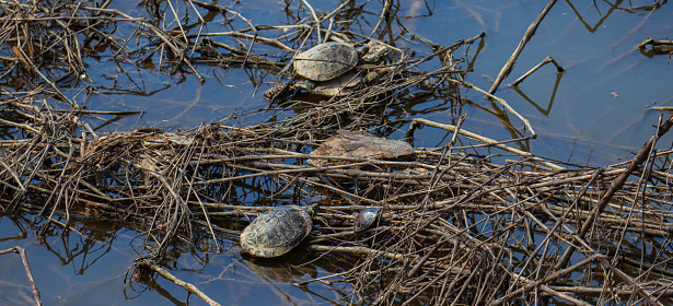 A shot of three turtles taken in the lake at Fort Yargo State Park in Winder, Georgia.