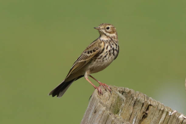 istock Pipit farlouse (Anthus pratensis) 2140011371