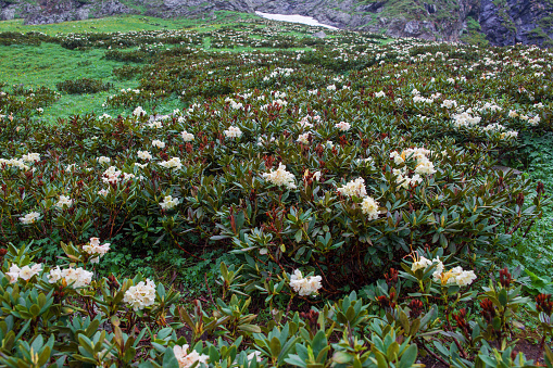 Mountain flowers rhododendron bloom on a mountain plateau.