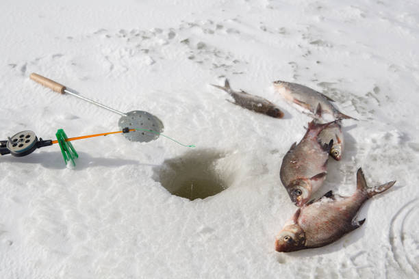 Ice fishing, copy space image, of fish on ice, winter activities and hobbiesBig largemouth bass, Ice fishing, copy space image, of fish on ice, winter activities and hobbies